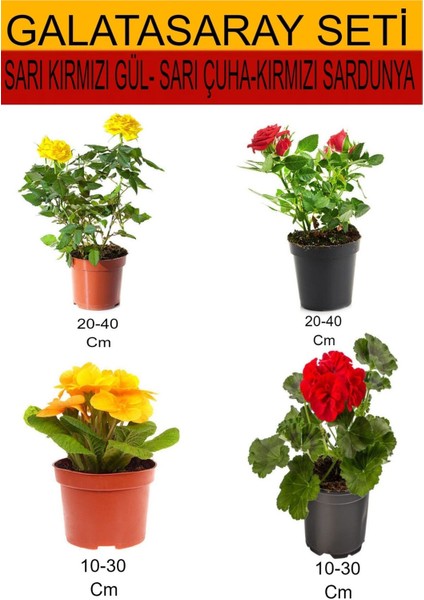 Çok Satan 4'lü Takım Seti Sarı-Kırmızı Gül+Sarı Çuha+ Kırmızı Sardunya Çiçeği