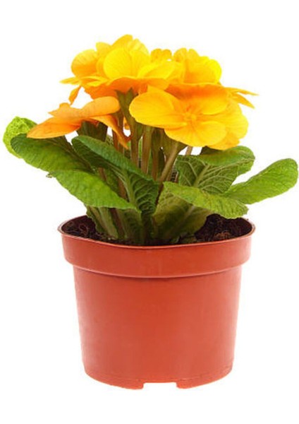 Çok Satan 4'lü Takım Seti Sarı-Kırmızı Gül+Sarı Çuha+ Kırmızı Sardunya Çiçeği fırsatları