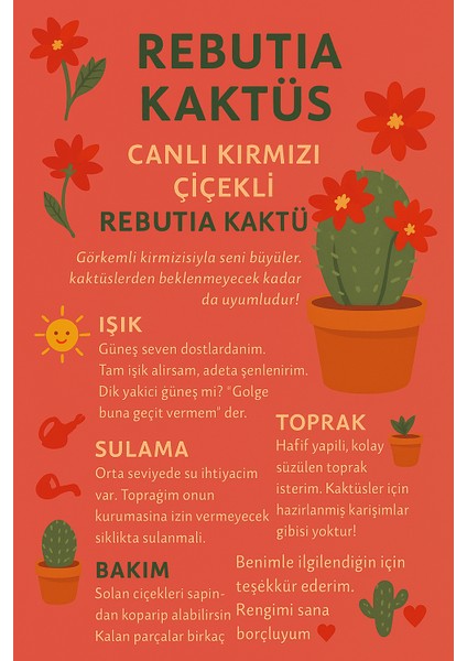 Kırmızı Çiçekli Rebutia Kaktüs- Sukulent indirimleri