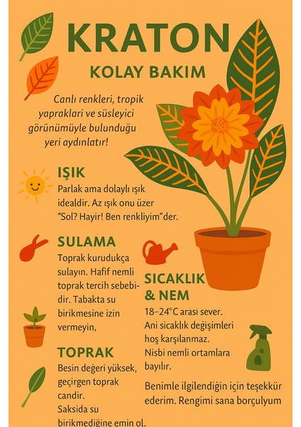 Kraton-Bakımı Kolay Dekoratif Salon Bitkisi fırsatları