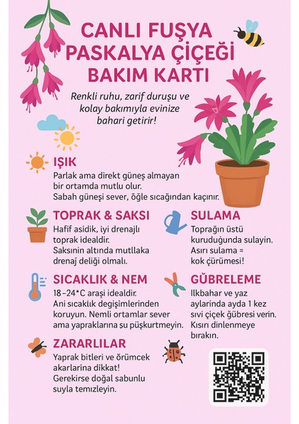 Fuşya Paskalya Çiçeği Saksıda-Bol Çiçekli