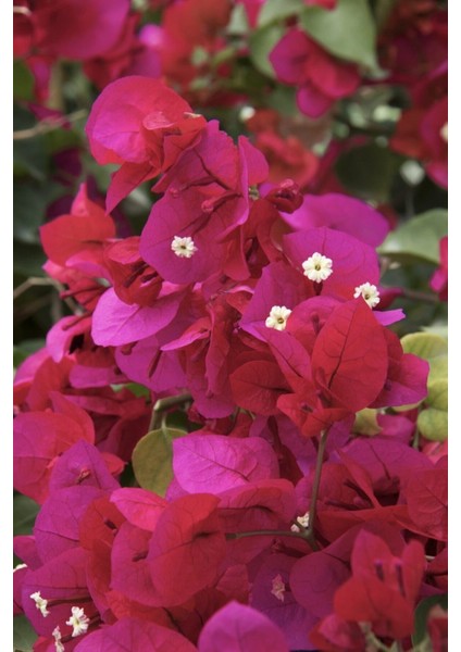 Bougainvillea Sarmaşık - Begonvil Sarmaşık Kırmızı 20-25 cm Özel Ürün