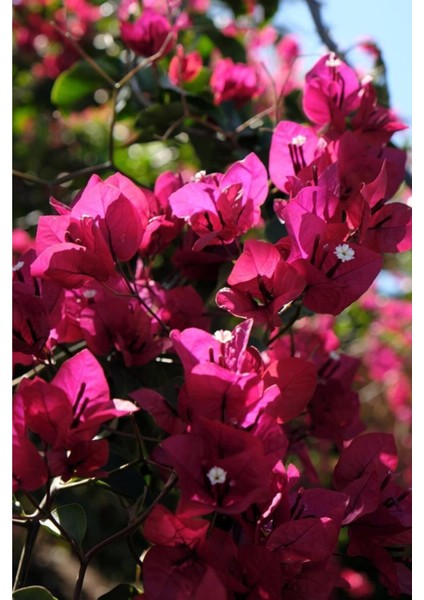 Bougainvillea Sarmaşık - Begonvil Sarmaşık Kırmızı 20-25 cm Özel Ürün fiyatları