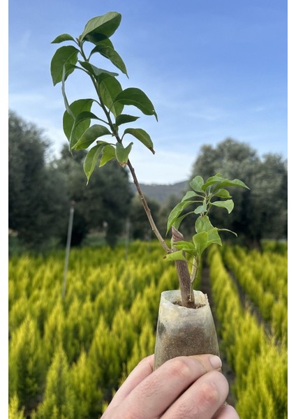 Bougainvillea Sarmaşık - Begonvil Sarmaşık Kırmızı 20-25 cm Özel Ürün modelleri
