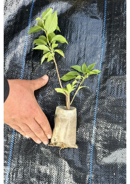 Bougainvillea Sarmaşık - Begonvil Sarmaşık Kırmızı 20-25 cm Özel Ürün fırsatları