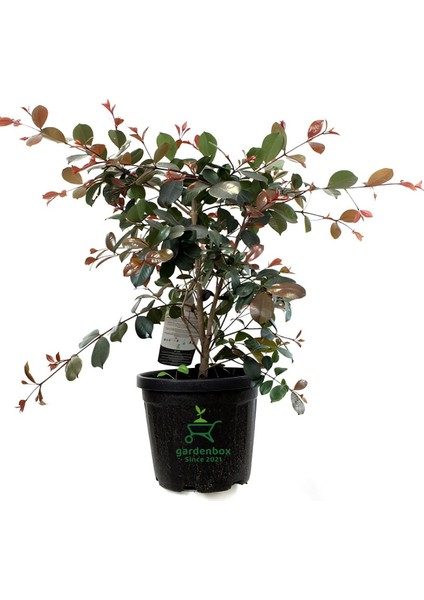 Eugenia Etna Fire Ağacı Fidanı Saksılı/tüplü 50-70 cm Dış Mekan Ağacı modelleri