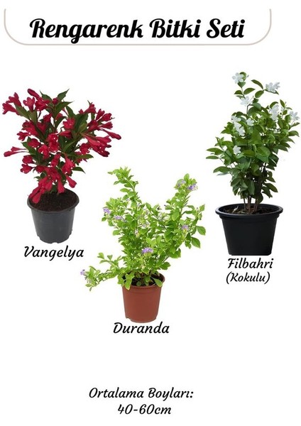 Çiçekli Ürün Kombini – Filbahri, Katmerli Ful ve Duranta-Duranda (Mor Ağaç Menekşesi)