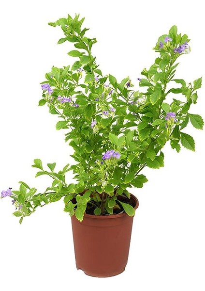 Çiçekli Ürün Kombini – Filbahri, Katmerli Ful ve Duranta-Duranda (Mor Ağaç Menekşesi) fırsatları