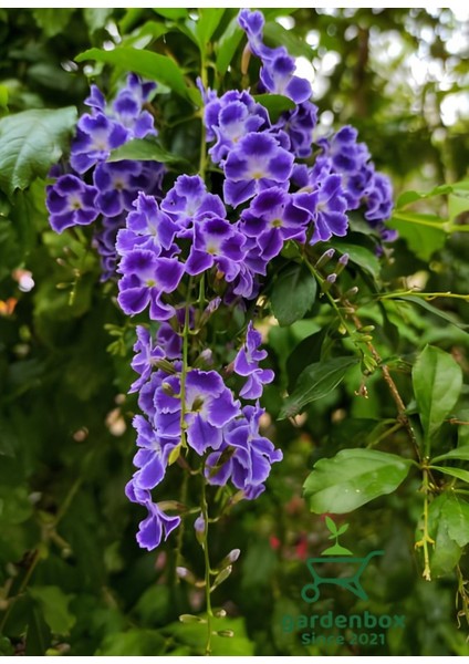 Çiçekli Ürün Kombini – Filbahri, Katmerli Ful ve Duranta-Duranda (Mor Ağaç Menekşesi) indirimleri
