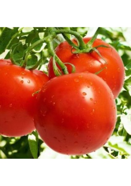 Meşhur Falkon Domates Tohumu 10 Adet Ekim Seti modelleri