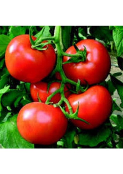 Meşhur Falkon Domates Tohumu 10 Adet Ekim Seti indirimleri