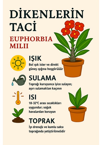 Dekoratif Dikenler Tacı Euphorbia Milii modelleri