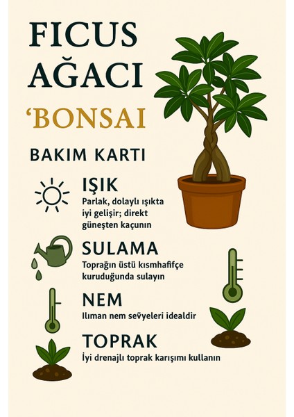 Büyük Boy Ficus Ginseng Bonsai – Doğadan Sanata, İç Mekân Yeşil Estetiği fırsatları