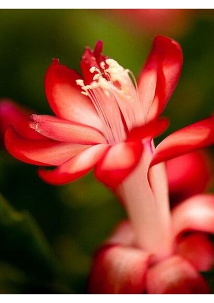 Çok Avantajlı Yılbaşı Çiçeği 3 Adet 6,5 Mini Saksıda Üçlü İç Mekan Bitkisi modelleri