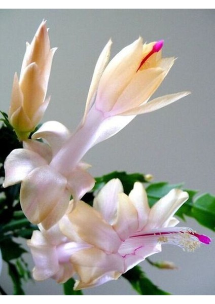 Çok Avantajlı Yılbaşı Çiçeği 3 Adet 6,5 Mini Saksıda Üçlü İç Mekan Bitkisi fırsatları