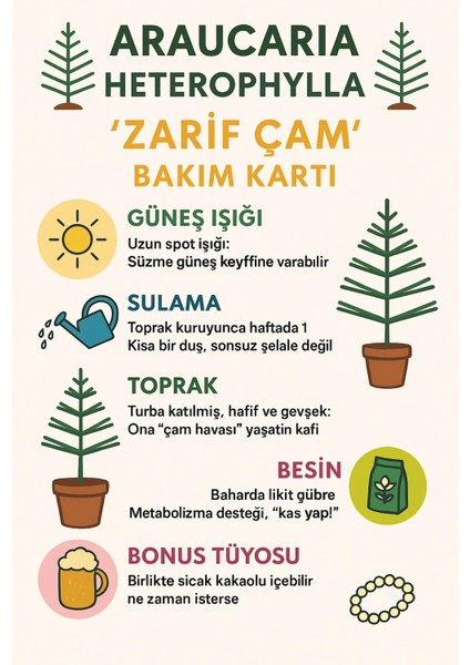 Araucaria Heterophylla Ithal Salon Çamı fiyatları