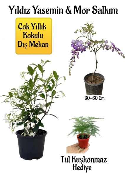 Çok Avantajlı Kokulu Yıldız Yasemin Çiçeği+Mor Salkım Ağacı Fidanı Tül Kuşkonmaz Hediyeli