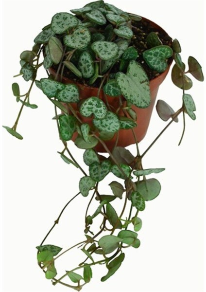 Kalp Kalbe Karşı Çiçeği Ceropegia Woodii fiyatları