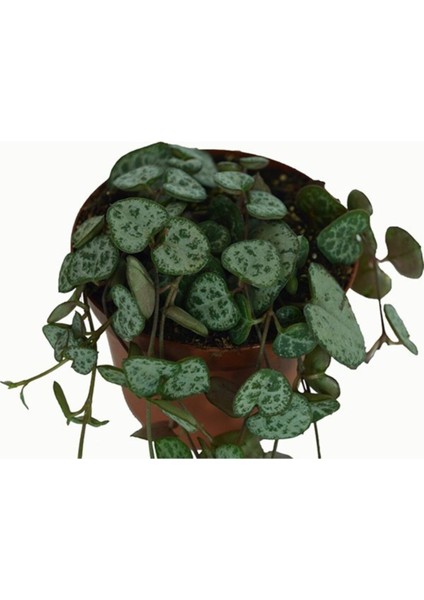 Kalp Kalbe Karşı Çiçeği Ceropegia Woodii modelleri