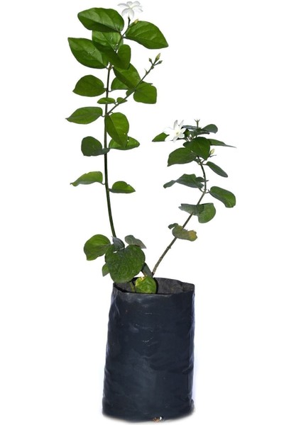 Saksılı Kokulu Ful Yasemin Fidanı Çiçeği 60-80cm