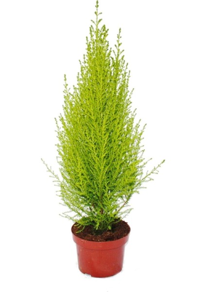 Cupressus Çamı Gold Creast Limoni Servi 30 40 cm fiyatları