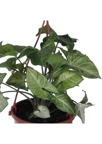 Melek Kanadı Çiçeği - Ok Başı Sarmaşığı (Syngonium) Askılı Saksı'da