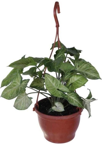 Melek Kanadı Çiçeği - Ok Başı Sarmaşığı (Syngonium) Askılı Saksı'da fiyatları