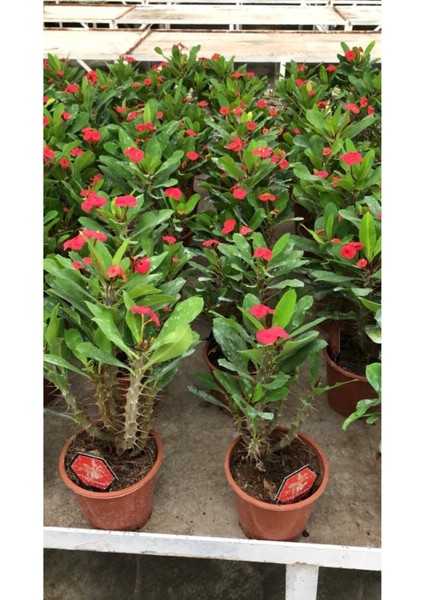 Kampanyalı Dikenler Tacı Çiçekli Ithal Hollanda Bitkisi