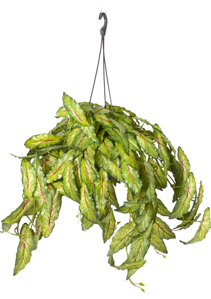 Askılı Saksıda Sarmaşık Yeşil 100 Cm.