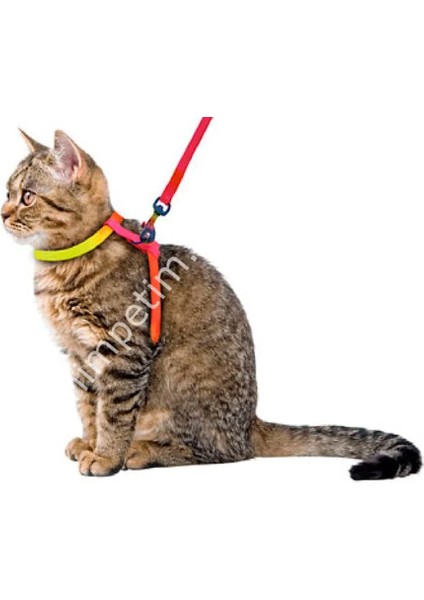 Kedi Gezdirme Tasması ve Küçük Irk Köpek Gezdirme Tasması