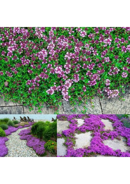 Yayılıcı Kekik Tohumu Yerörtücü Kekik Creeping Thyme (Ort. 200 Adet Tohum)