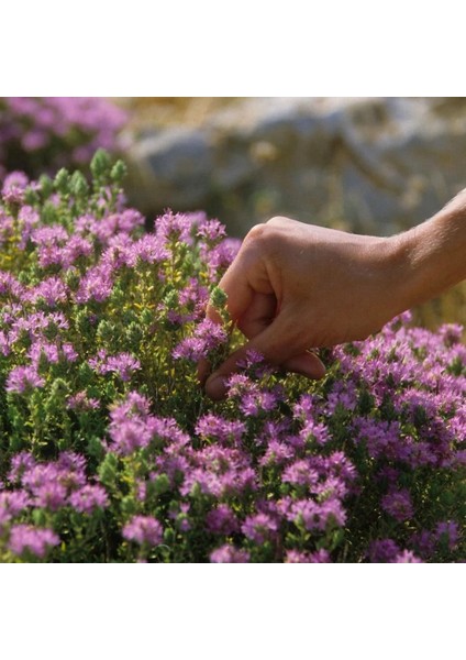 Yayılıcı Kekik Tohumu Yerörtücü Kekik Creeping Thyme (Ort. 200 Adet Tohum)