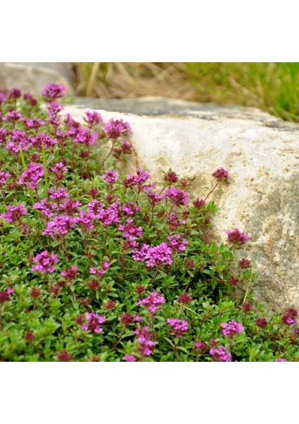 Yayılıcı Kekik Tohumu Yerörtücü Kekik Creeping Thyme (Ort. 200 Adet Tohum)