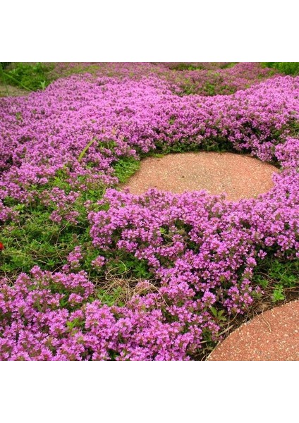 Yayılıcı Kekik Tohumu Yerörtücü Kekik Creeping Thyme (Ort. 200 Adet Tohum)