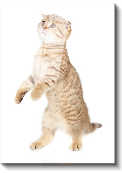 Meraklı Yavru Kedi - Sevimli Duruş Cam Tablo fiyatları