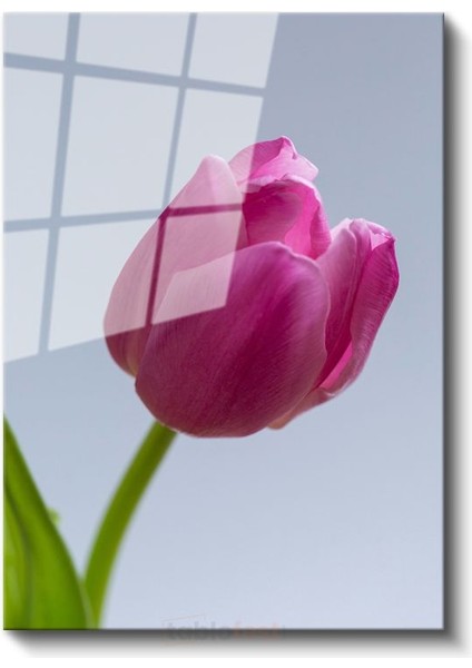 Pembe Lale - Minimalist Çiçek Portresi Cam Tablo fiyatları