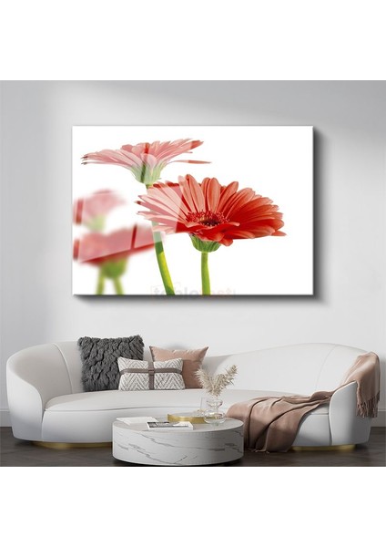 Kırmızı Gerbera - Beyaz Fonda Minimalist Tasarım Cam Tablo