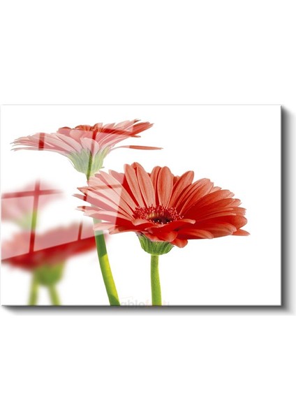 Kırmızı Gerbera - Beyaz Fonda Minimalist Tasarım Cam Tablo fiyatları