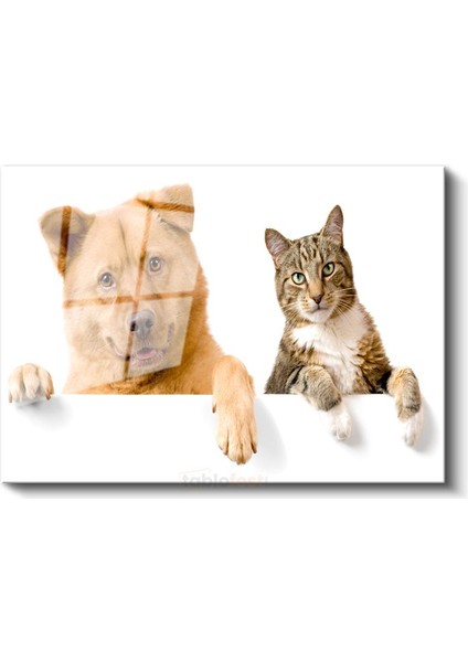 Dostluk Köprüsü - Kedi ve Köpek Ikilisi Cam Tablo fiyatları