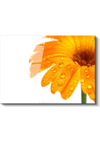 Turuncu Gerbera - Çiy Damlacıklı Detay Cam Tablo fiyatları