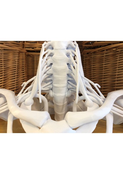 16 Parçalı Tam Boy Brakiyal Pleksus Modeli (Sadece Plastik Aparattır!!!) 3D