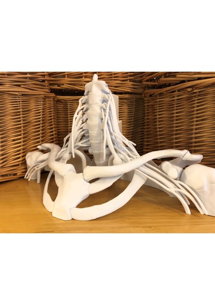 16 Parçalı Tam Boy Brakiyal Pleksus Modeli (Sadece Plastik Aparattır!!!) 3D