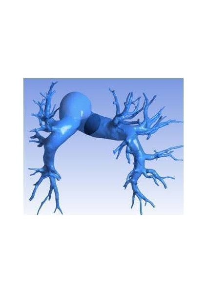 Pulmoner Arterler (Insan) (Sadece Plastik Aparattır) 3D