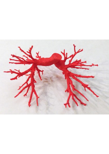 Pulmoner Arterler (Insan) (Sadece Plastik Aparattır) 3D fiyatları