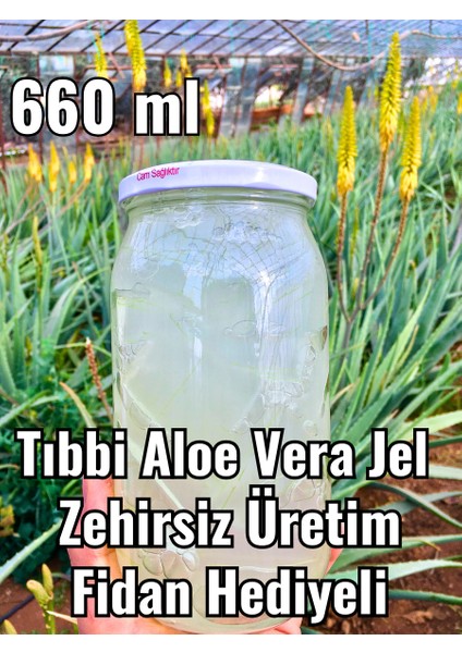aloe vera jel, doğal alovera jel, cam kavanozda 660 ml, fidan hediyeli