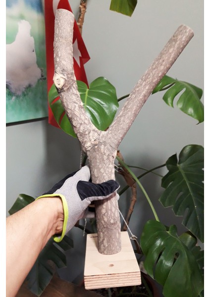 Venty Papağanlar Için Duvara Asılabilen Doğal Duvar Tüneği 44 cm | Macaw, Kakadu, Jako, Amazon, Eklektus, Kayık - M504 modelleri