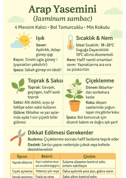 Bol Tomurcuklu 4 Mevsim Kalıcı Mis Kokulu Arap Yasemini Saksıda indirimleri