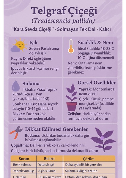 Tek Dal Kalıcı Kara Sevda Çiçeği Saksıda modelleri