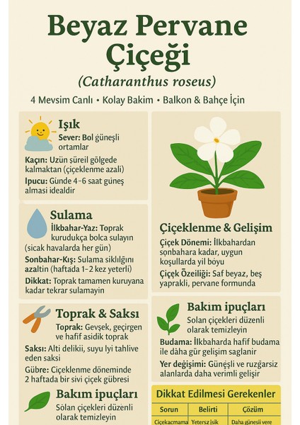 Saksıda Beyaz Pervane Çiçeği 4 Mevsim Kalıcı - Catharanthus Roseus fiyatları