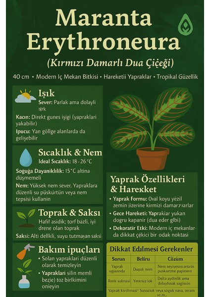 Maranta Erythroneura, Dua Çiçeği – Canlı Kırmızı Damar, Modern Iç Mekan Bitkisi fırsatları
